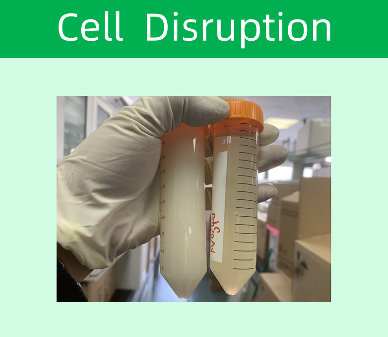 15943247.png 大腸桿菌.png