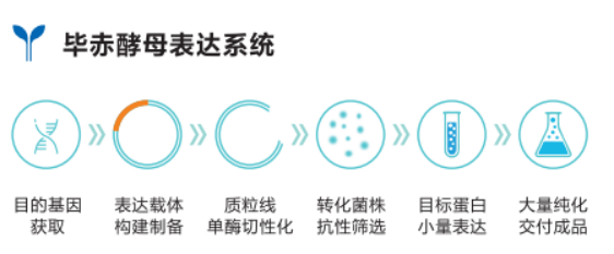 2、畢赤酵母表達系統.png