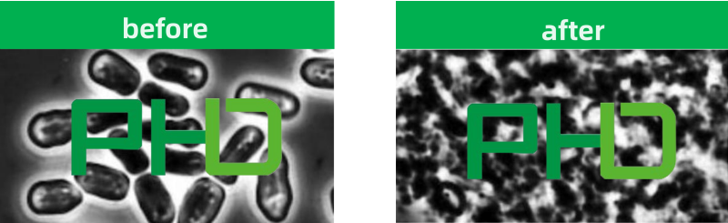 20429509.png 2、大腸桿菌.png