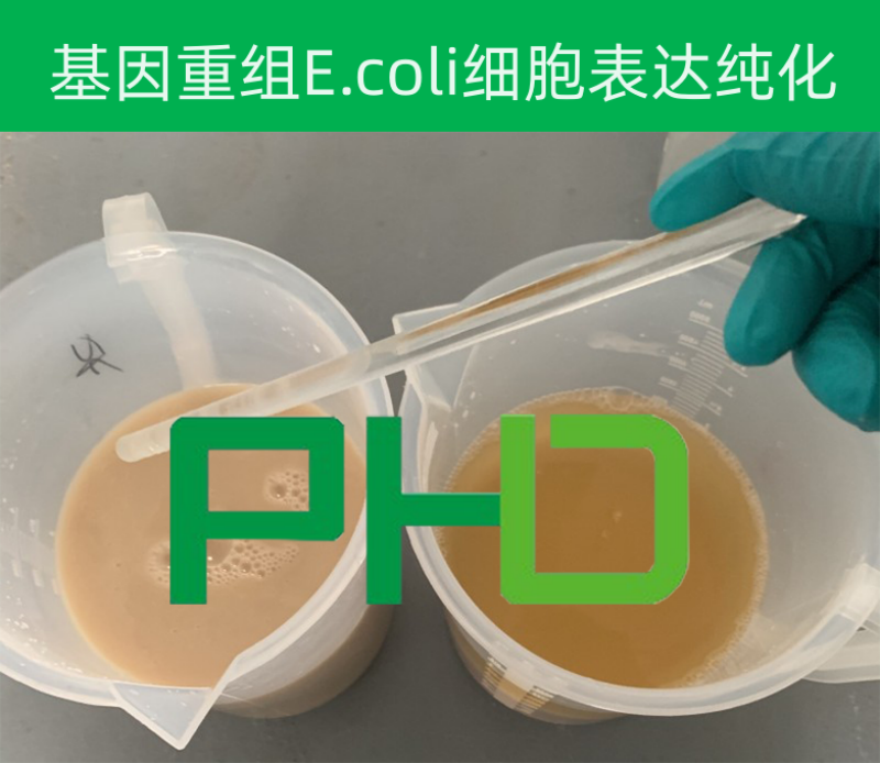 2、大腸桿菌細胞破壁.png