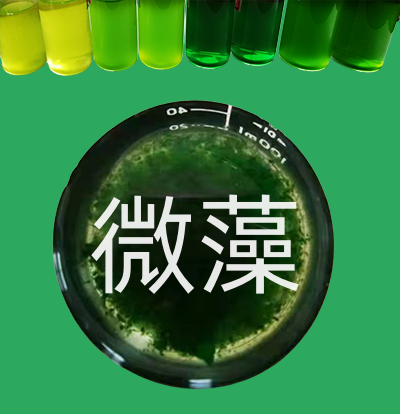 PhD細(xì)胞破壁機(jī) | 提取生物活性物質(zhì)