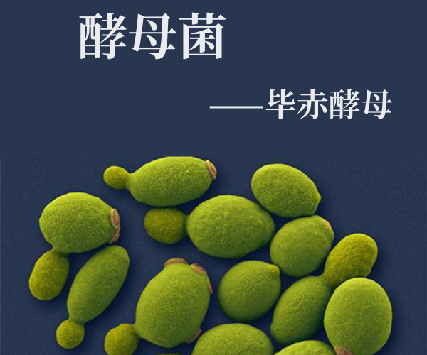 PhD細(xì)胞破壁機(jī)-畢赤酵母破壁