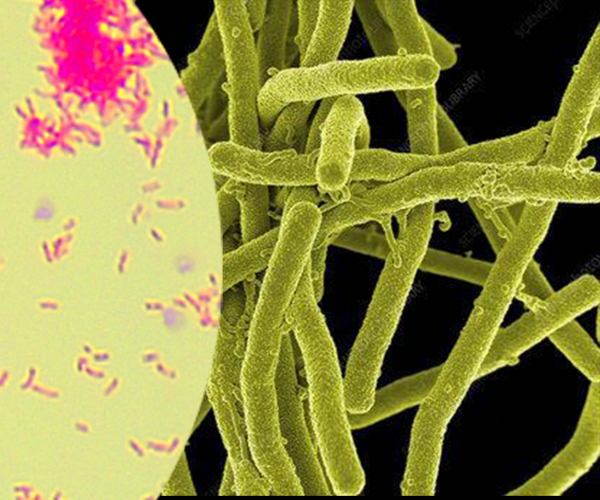 PhD高壓細(xì)胞破碎儀 | 枯草芽孢桿菌